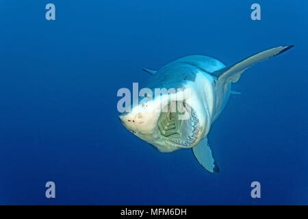 Il grande squalo bianco (Carcharodon carcharias), a bocca aperta, Guadelupe, Messico Foto Stock