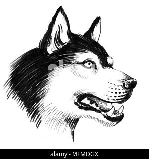 Husky testa di cane, inchiostro bianco e nero illustrazione Foto Stock