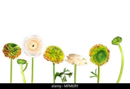 Serie di bellissimi fiori ranunculus crema pallido e verde con bordi rossi di petali isolati su sfondo bianco con boccioli e foglie. Bordo floreale, s Foto Stock