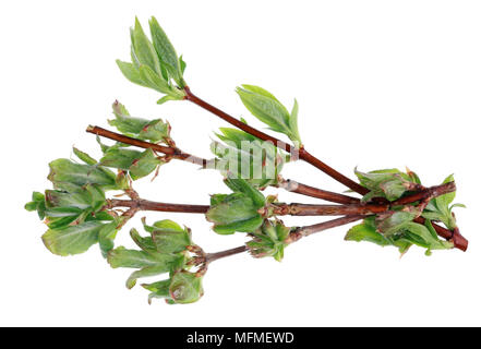 Un mazzetto di ramoscelli con foglie giovani di spring garden caprifoglio bush. Isolato su bianco studio shot macro Foto Stock