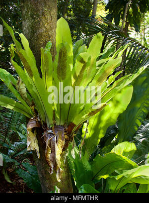 Un ephiphytic Australia gigante nativo Birdsnest Fern crescente sul tronco di albero della foresta pluviale Foto Stock