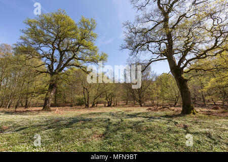 Alberi di quercia in primavera Foto Stock