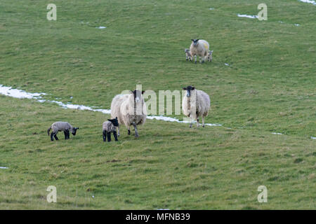 Curioso di pecore e agnelli con neve sul terreno Foto Stock