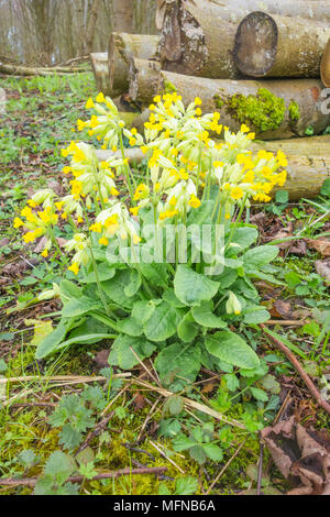 Cowslips (Primula veris) cresce in una riserva naturale in Herefordshire UK campagna. Aprile 2018. Foto Stock