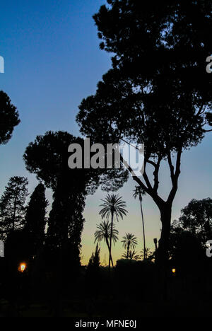 Silhouette del parco del Colle Oppio, Roma, Italia Foto Stock