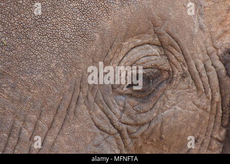 L'occhio di un elefante Foto Stock