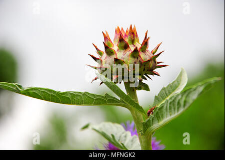 Cardo viola (Cynara cadunculus) in fiore. Simile al carciofo cardo, ha foglie commestibili piccioli Foto Stock