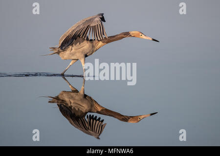 Garzetta rossastra tettoia riflessioni di danza, Florida Foto Stock