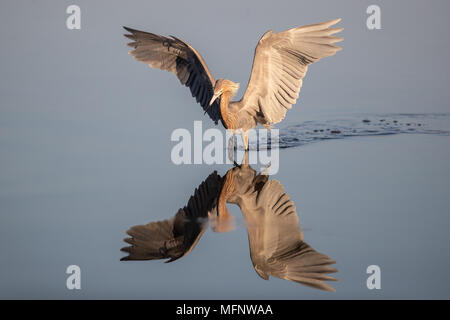 Garzetta rossastra tettoia riflessioni di danza, Florida Foto Stock