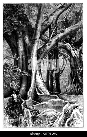 Ficus elastica, la gomma fig, boccola di gomma, struttura in gomma, gomma vegetale, indiani o boccola in gomma, gomma indiana tree e Ficus benghalensis, comunemente noto come il banyan, banyan fig e Indian banyan, Olof Winkler 1888 Foto Stock