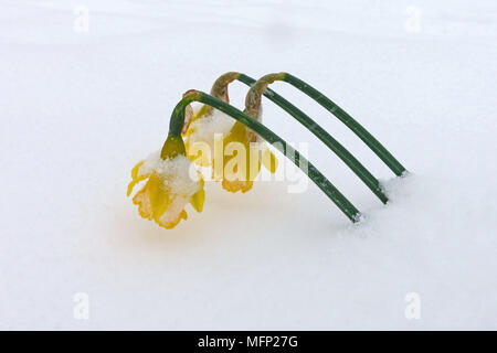 Chinandovi capi di Yellow Daffodils, narcisi, inserimenti attraverso la copertura di fresca neve bianca in una giornata grigia, Marzo Foto Stock