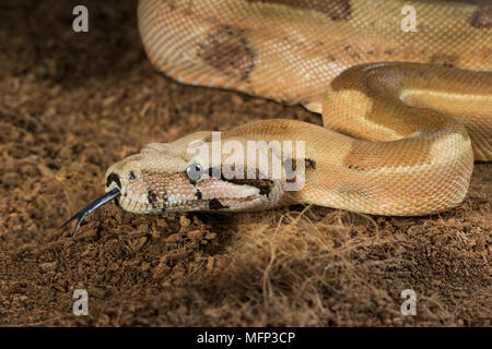 Boa constrictor imperator - modulo mutazionale Hypo Jungle. Albino - maschio Foto Stock