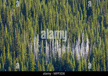 "Foresta di Pini che mostra la patch di alberi morti il Parco Nazionale del Monte Rainier nello Stato di Washington Ref: CRB419 10025 045 Credito obbligatoria: Bill Coster / Foto Foto Stock