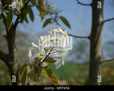 Un unico fiore bianco testa del piccolo albero Amelanchier lamarki contro un cielo blu Foto Stock