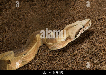 Close up di bella Boa constrictor imperator. Modulo mutazionale Hypo Jungle. Albino - maschio. Snake in movimento Foto Stock