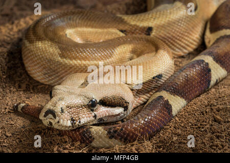 Close up di bella Boa constrictor imperator. Modulo mutazionale Hypo Jungle. Albino - maschio Foto Stock