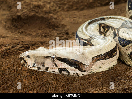 Close up di Boa Constrictor constrictor - Suriname Guyana - femmina con corpo curvo in movimento Foto Stock