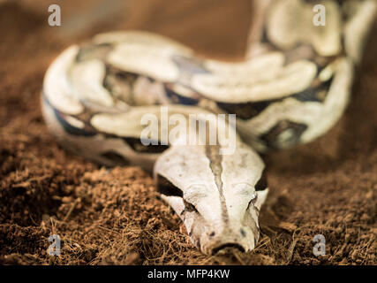 Close up di Boa Constrictor constrictor - Suriname Guyana - femmina Foto Stock