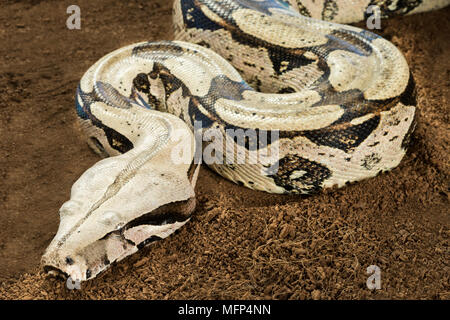 Close up di Boa Constrictor constrictor - Suriname Guyana, con corpo curvo in motion - femmina Foto Stock
