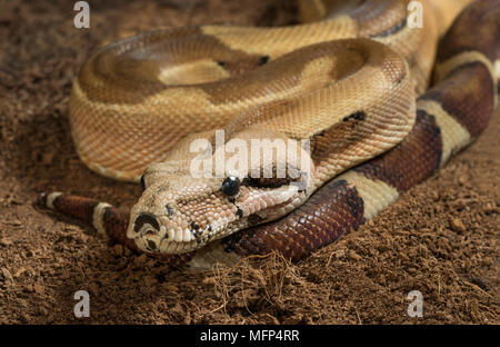 Close up di Boa constrictor imperator - maschio. Modulo mutazionale Hypo Jungle. Albino Foto Stock