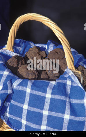 Il Perigord tartufo, tuber melanosporum, funghi al mercato Lalbenque, lotto nel sud-ovest della Francia Foto Stock