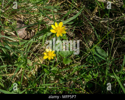 Lesser celandine, Ficaria verna crescendo in erba che mostra i fiori gialli a forma di cuore fogliame Foto Stock