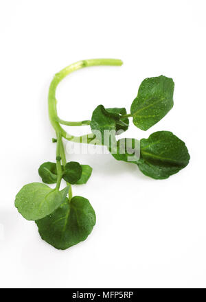 Insalata di crescione, Nasturtium officinale, foglie contro uno sfondo bianco Foto Stock