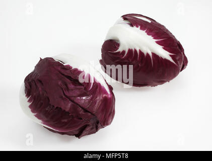 Trevise insalata, cichorium intybus contro uno sfondo bianco Foto Stock