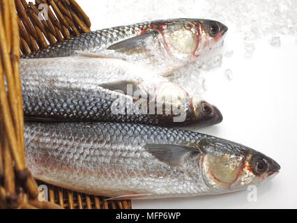 Cefalo, chelon labrosus, pesce fresco su ghiaccio Foto Stock