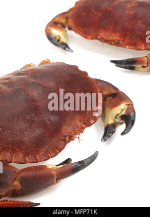 Granchio di mare, Cancer pagurus, crostaceo contro uno sfondo bianco Foto Stock