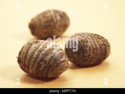 Eddo, colocasia esculenta, tubero della pianta di Dasheen Foto Stock