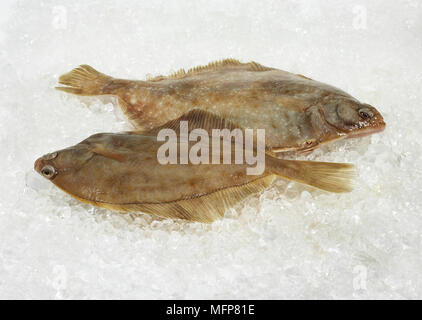 Fresh Brill, Scophthalmus rhombus su ghiaccio Foto Stock