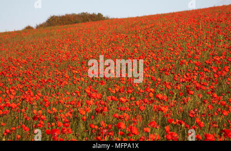 Settori di Comune di papavero (Papaver rhoeas) in autunno a Dorset. Foto Stock