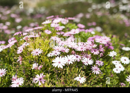 Gruppo di fiori Osteospermum è un genere che appartiene alla tribù Calenduleae. Preso in San Vicente Raspeig in Spagna. Foto Stock