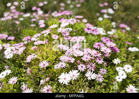 Gruppo di fiori Osteospermum è un genere che appartiene alla tribù Calenduleae. Preso in San Vicente Raspeig in Spagna. Foto Stock