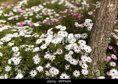 Gruppo di fiori Osteospermum è un genere che appartiene alla tribù Calenduleae. Preso in San Vicente Raspeig in Spagna. Foto Stock