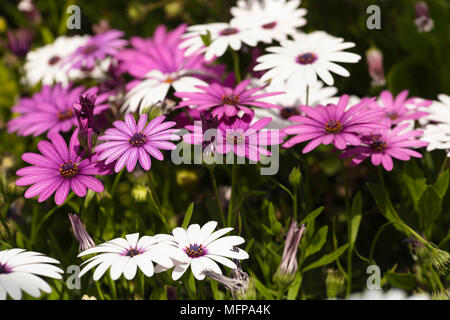 Gruppo di fiori Osteospermum è un genere che appartiene alla tribù Calenduleae. Preso in San Vicente Raspeig in Spagna. Foto Stock