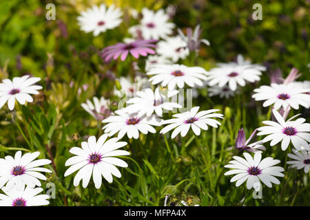 Gruppo di fiori Osteospermum è un genere che appartiene alla tribù Calenduleae. Preso in San Vicente Raspeig in Spagna. Foto Stock