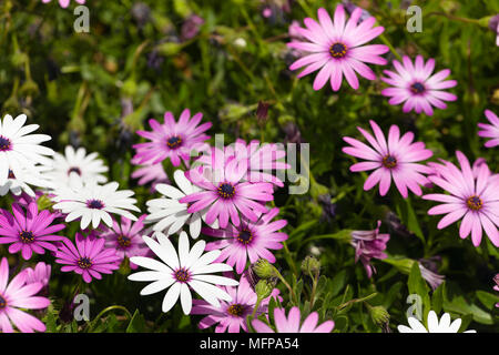 Gruppo di fiori Osteospermum è un genere che appartiene alla tribù Calenduleae. Preso in San Vicente Raspeig in Spagna. Foto Stock