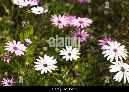 Gruppo di fiori Osteospermum è un genere che appartiene alla tribù Calenduleae. Preso in San Vicente Raspeig in Spagna. Foto Stock