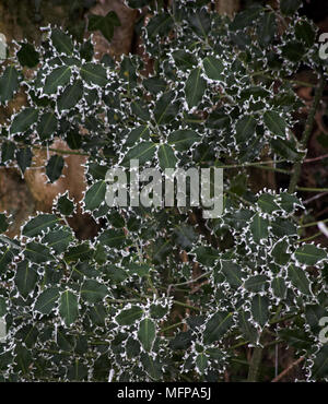 Holly (Ilex aquifolium) lascia refilato con trasformata per forte gradiente frost a Dorset in gennaio. Foto Stock