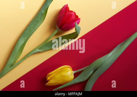 Rosso di contrasto e tulipani gialli. Foto Stock