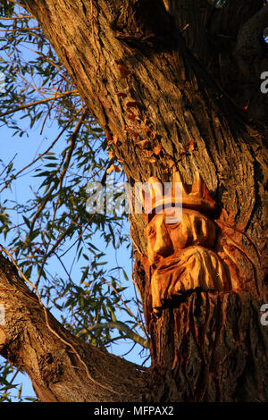 Un volto scolpito su un salice accanto al fiume Wey a Guildford. Foto Stock