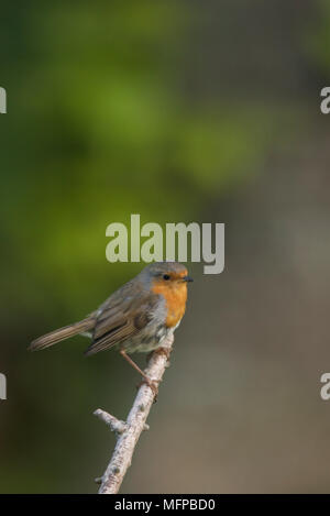 Curioso cercando Robin (Erithacus rubecula) arroccato a ramo. Foto Stock