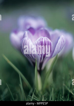 Close up di un viola e Crocus bianco Foto Stock