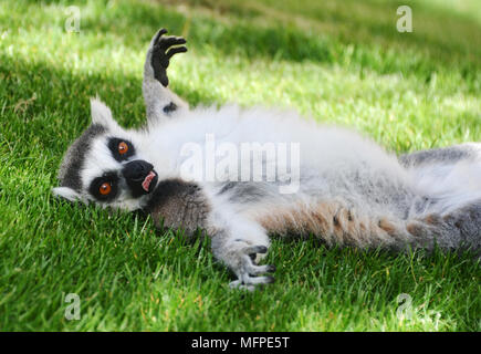 Anello-tailed lemur Foto Stock