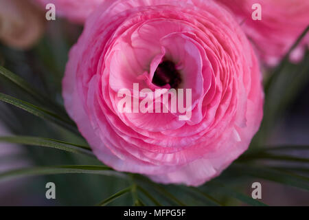 Primo piano di un vivace fiore Ranunculus rosa in fiore Foto Stock