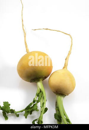 Palla dorata navoni, Brassica rapa, Verdure contro uno sfondo bianco Foto Stock