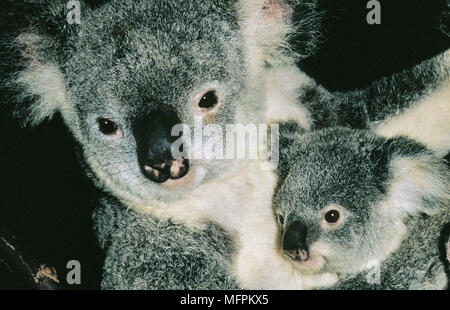 Il Koala, phascolarctos cinereus, madre con i giovani Foto Stock