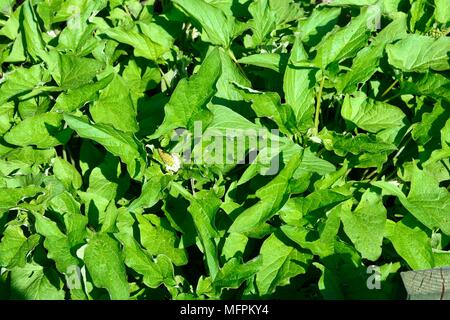 Buon Re Henry ortaggio chenopodium bonus-henricus Foto Stock